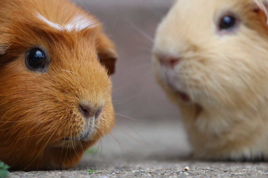 cavia's